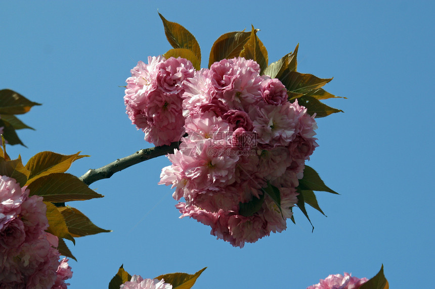 日本樱桃花树叶花园美丽季节花瓣粉色季节性植物文化图片