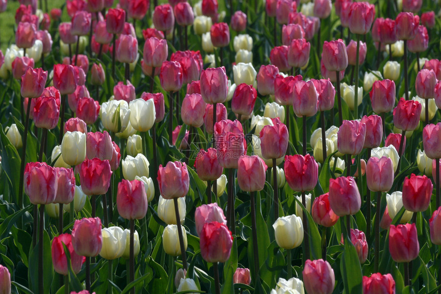 全盛的郁金香叶子辉煌花瓣农场花束粉色植物绿色红色图片