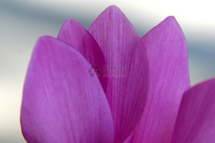 紫花页图片