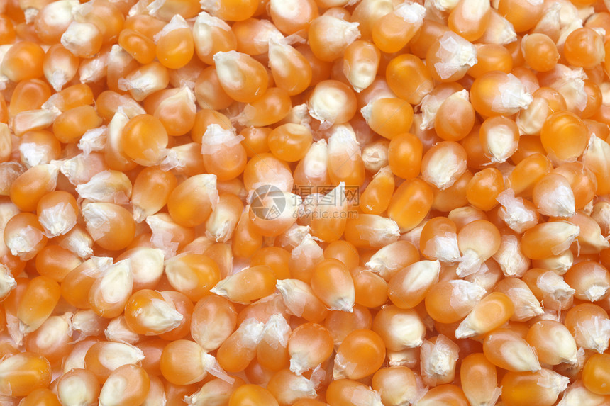 玉米种子作为背景而特写食物烹饪技术谷物爆米花生产粮食生物学蔬菜小吃图片