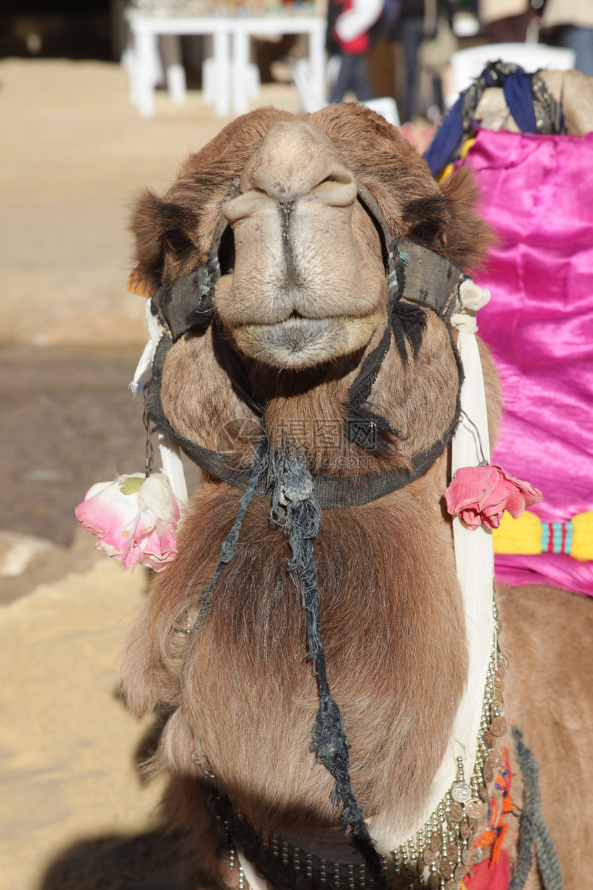 野外骆驼头目旅行水平旅游沙漠动物野生动物沙丘运输脖子图片