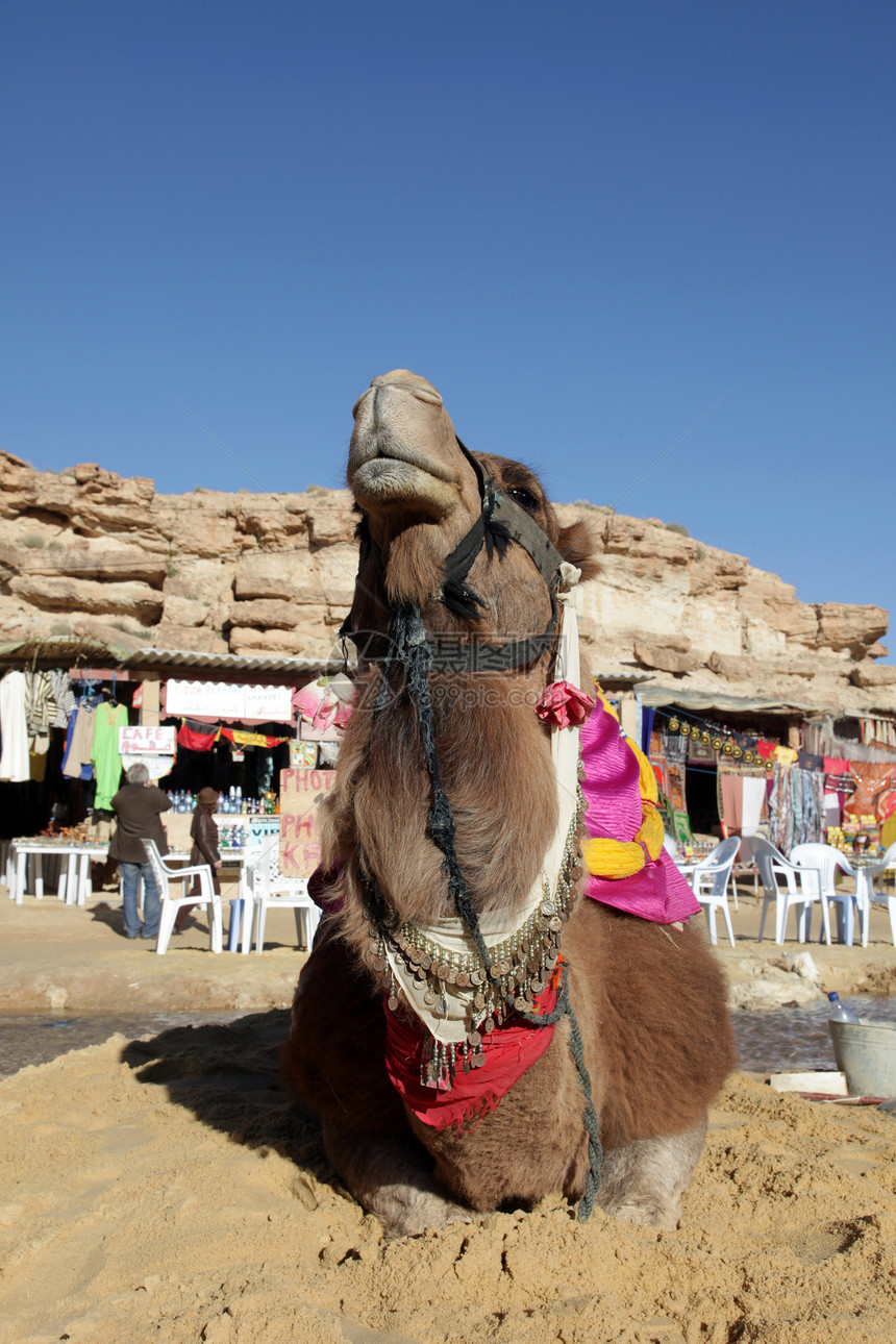野外骆驼头目沙漠运输水平旅行旅游野生动物沙丘脖子动物图片
