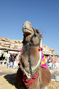 野外骆驼头目动物运输脖子沙漠沙丘水平旅游野生动物旅行背景图片