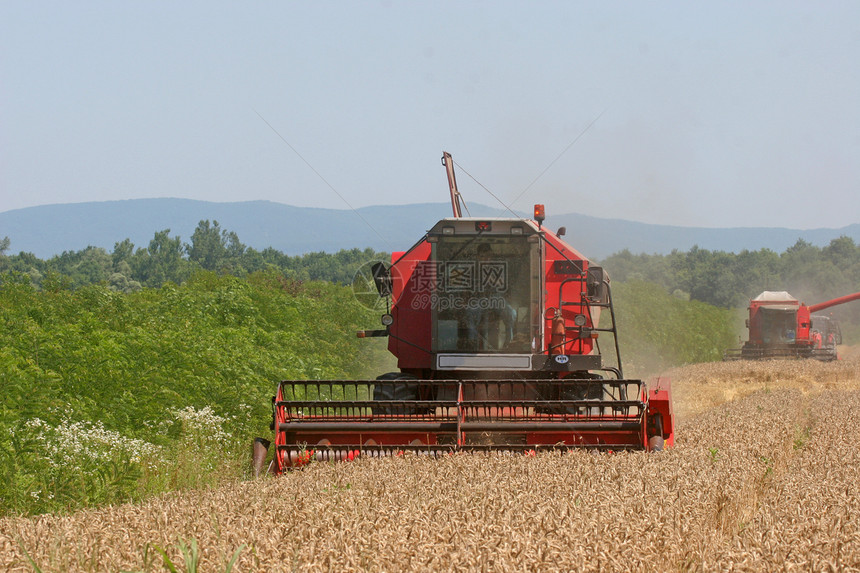 合并收获小麦收割机耳朵种子国家面粉商品农场植物生长谷物图片