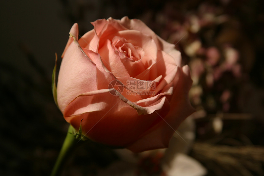 红玫瑰疗法花瓣美丽婚姻魅力周年脆弱性香味芳香恋人图片