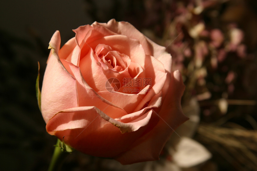 红玫瑰新娘恋人花瓣魅力婚姻玫瑰美丽芳香香味周年图片