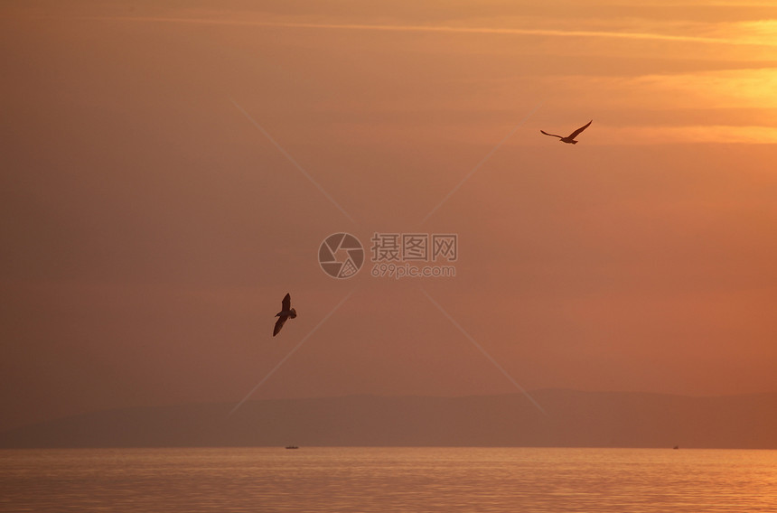 日落时海鸥环飞边缘风景金子橙子反射太阳天气野生动物天空旅行图片