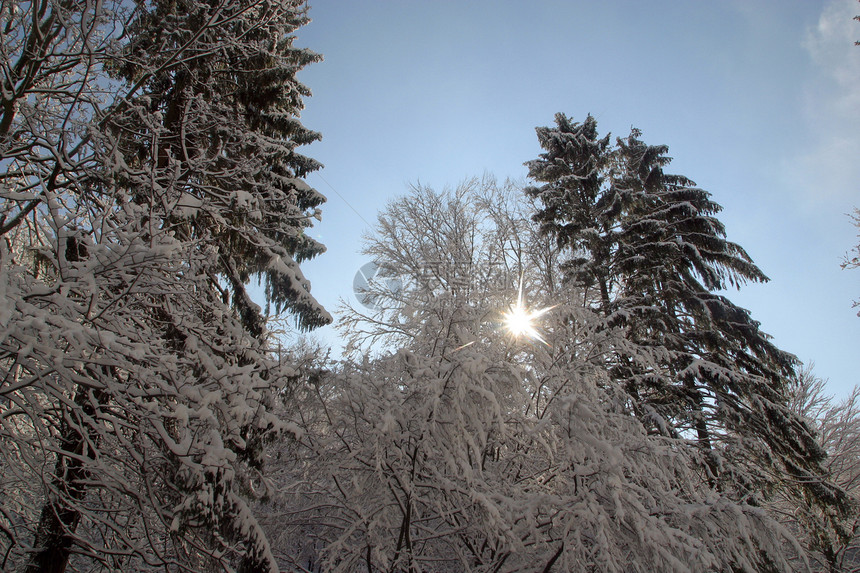 下雪下的冬季风景树阴影美丽松树运动荒野云杉滑雪者寒冷太阳游客图片