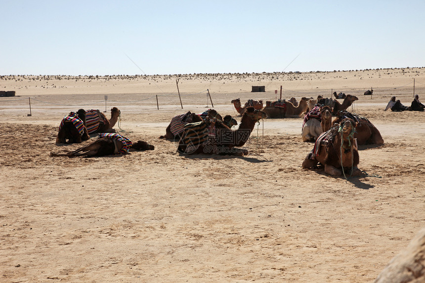 撒哈拉沙漠中的骆驼情调驼峰异国粉末运输游牧民族热带动物灰尘绿洲图片