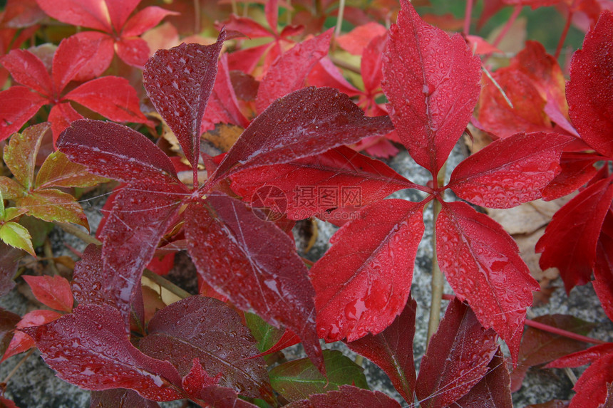 秋叶季节性绿色叶子红色季节墙纸活力图片
