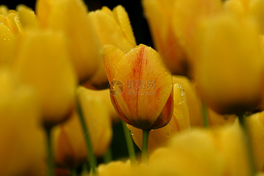 全盛的郁金香花束农场花瓣黄色叶子辉煌植物绿色粉色图片