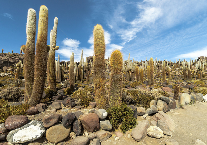 博尔维亚Cacti集团图片