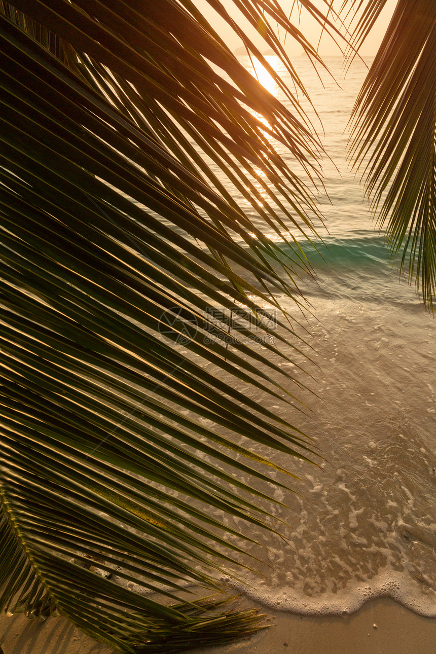 美丽的热带海滩景色 日落时有棕榈叶图片