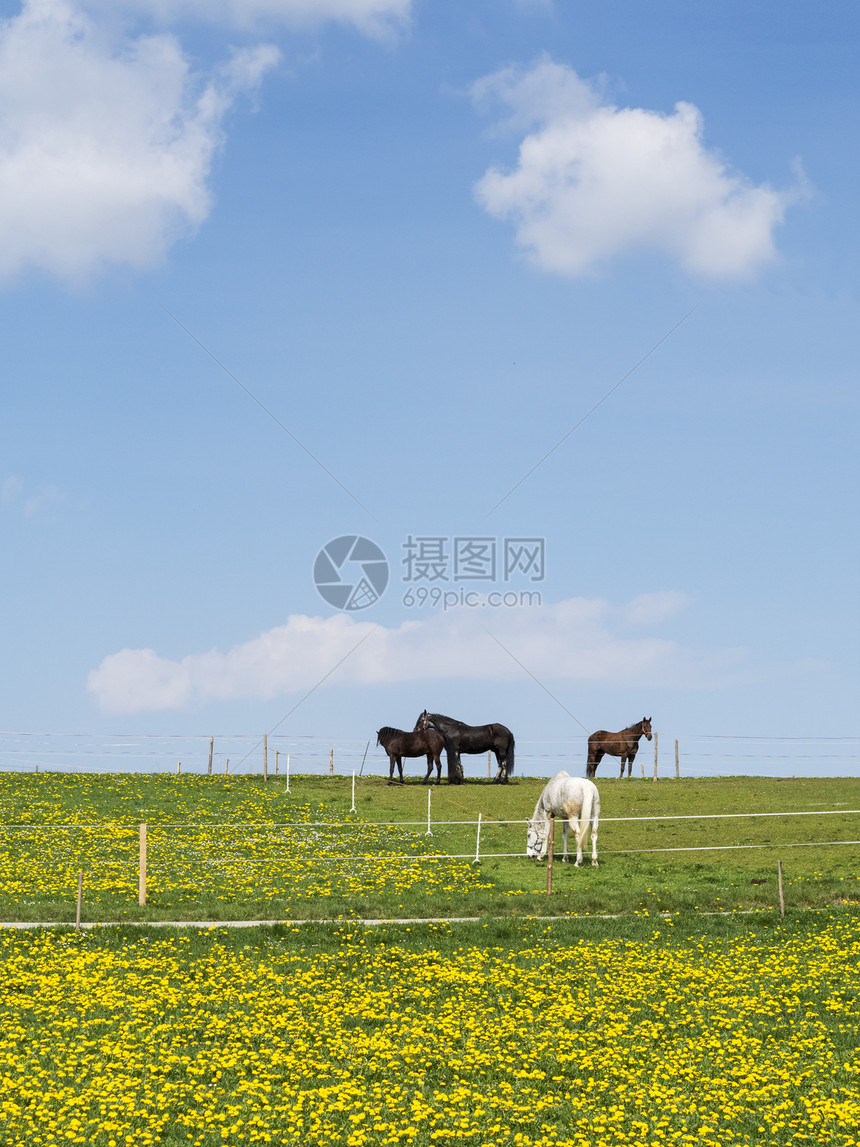 四匹马农田爬坡天空蓝色乡村动物家畜牧场绿色草地图片