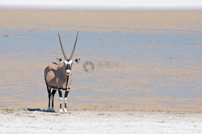 Oryx 奥瑞氧化荒野动物动物群哺乳动物平底锅羚羊野生动物沙漠图片