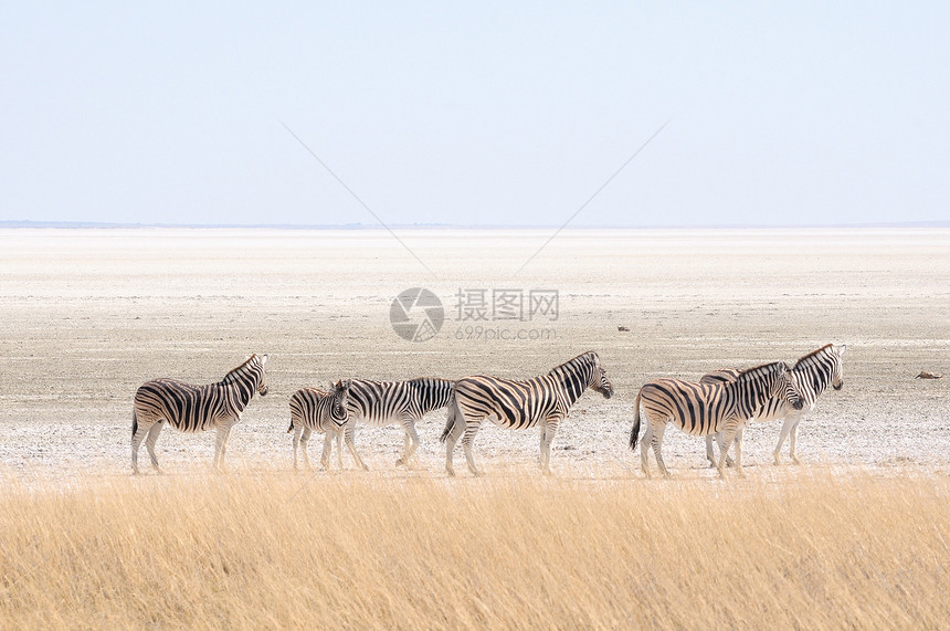 纳米比亚Etosha Pan荒野哺乳动物野生动物黑色动物群白色动物图片