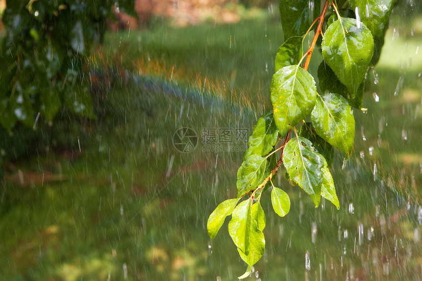雨下的树枝场地运气草地生长童话花园环境季节植物魔法图片