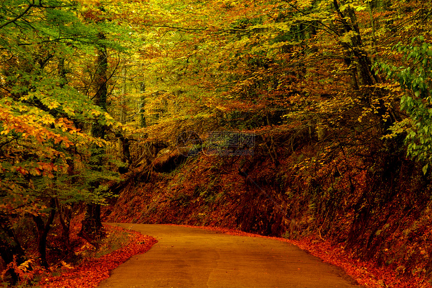 小路小径森林人行道环境自然过渡叶子胡同辉光天空图片