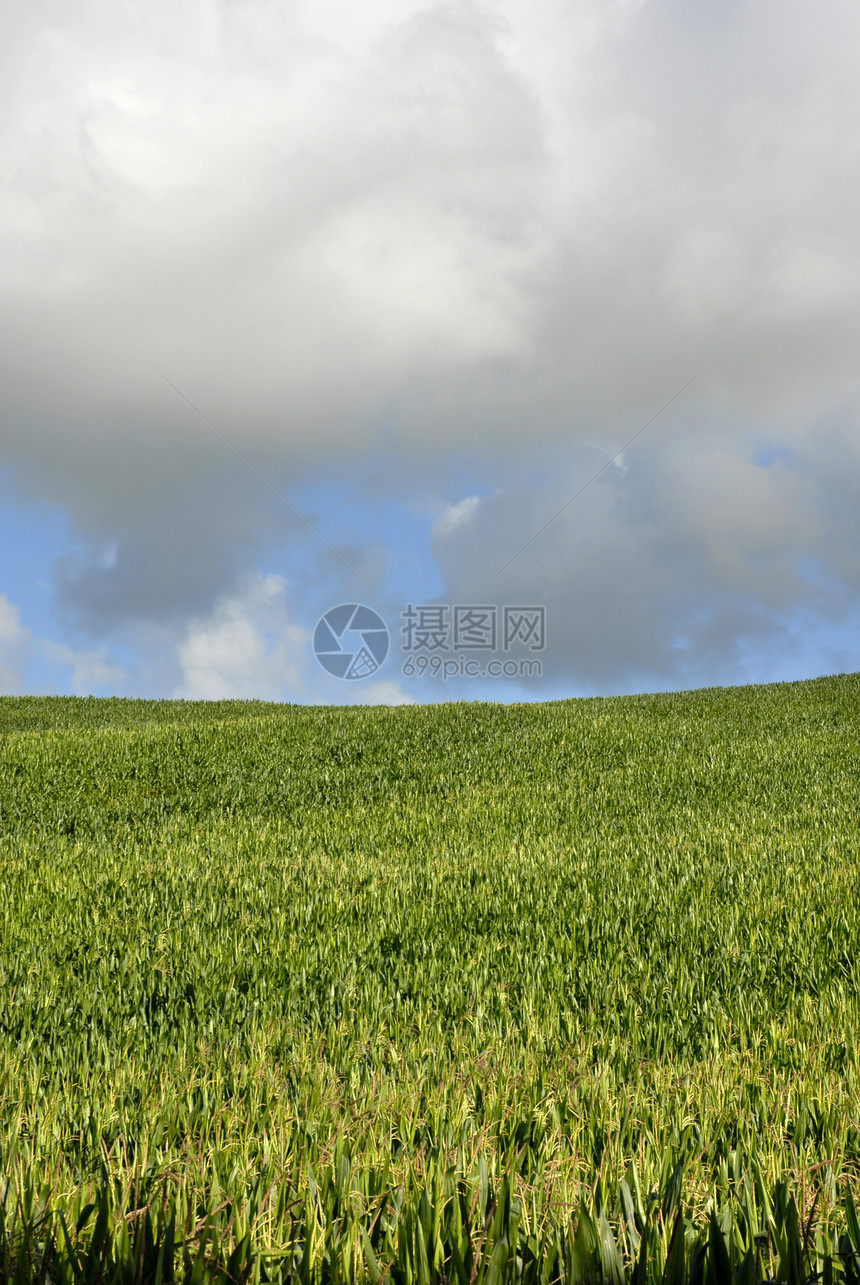 字段风景农业麦田农村叶子文化国家生长玉米蓝色图片
