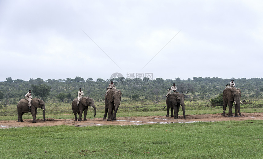 大象由护林员驱动男人野生动物婴儿团体驾驶哺乳动物绿色树木荒野动物图片