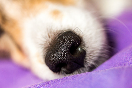 狗鼻子狗的鼻子哺乳动物毛皮白色血统小狗宠物动物犬类背景