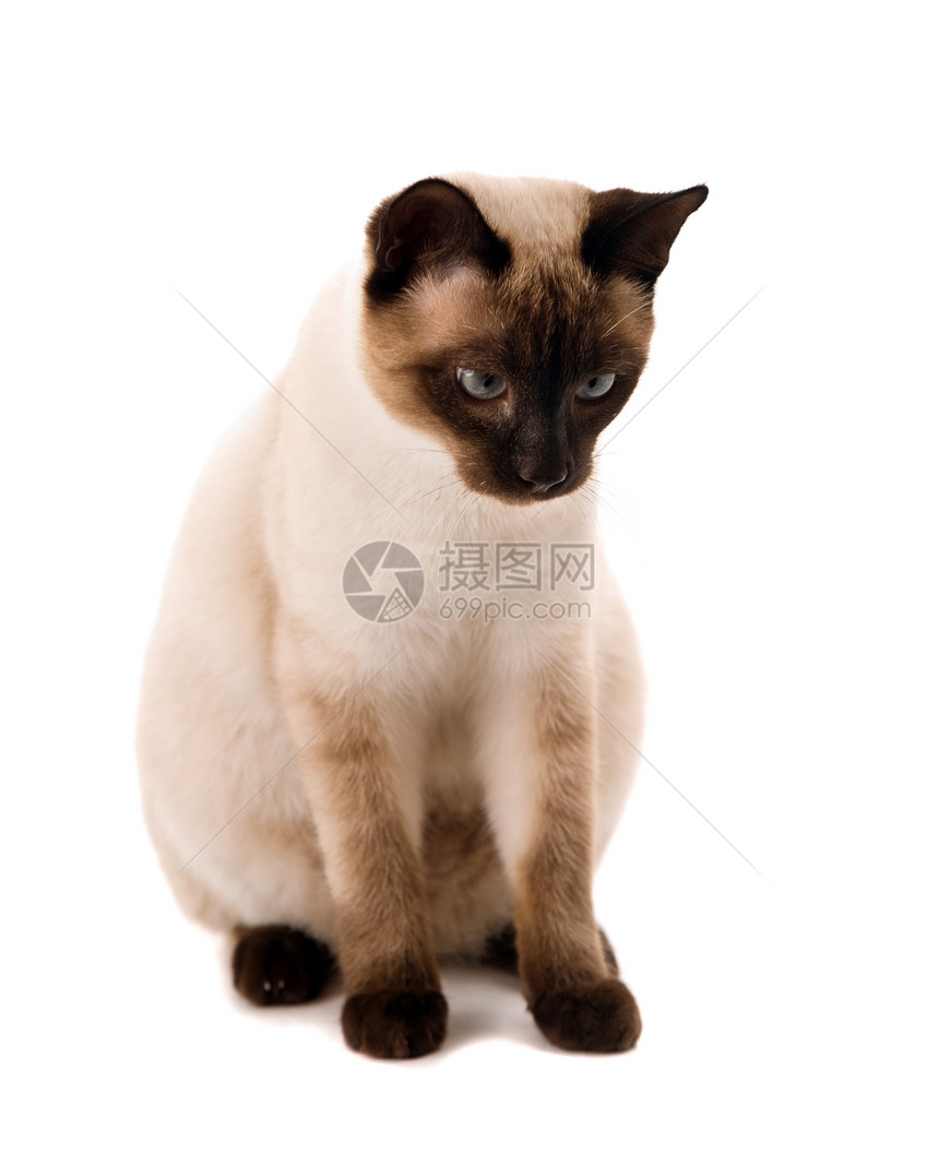 白猫猫咪蓝色哺乳动物童年工作室冒充外套宠物注意力晶须图片
