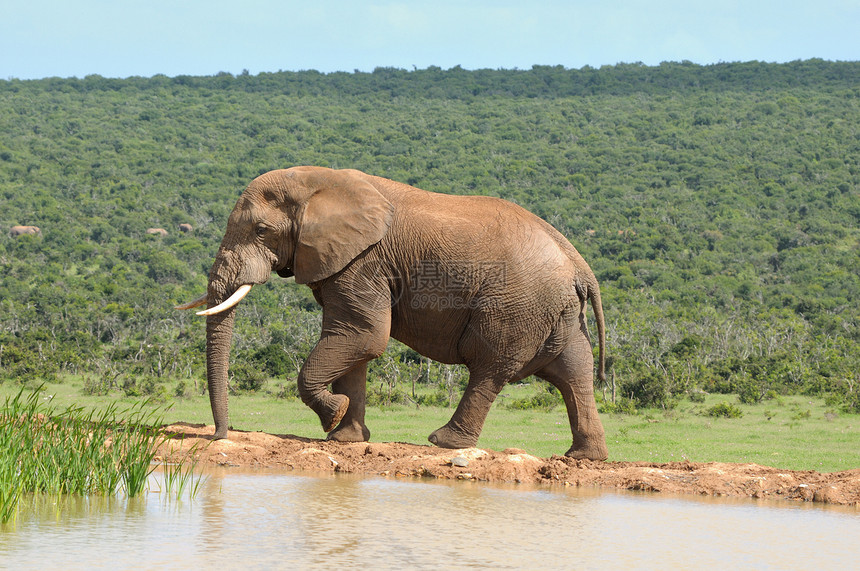 大象 南非阿多大象国家公园象牙野生动物大象树干威胁哺乳动物动物群獠牙濒危动物图片