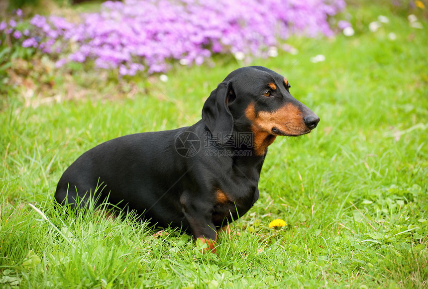 达赫肖德犬类毛皮生活哺乳动物乐趣伴侣宠物耳朵头发外套图片