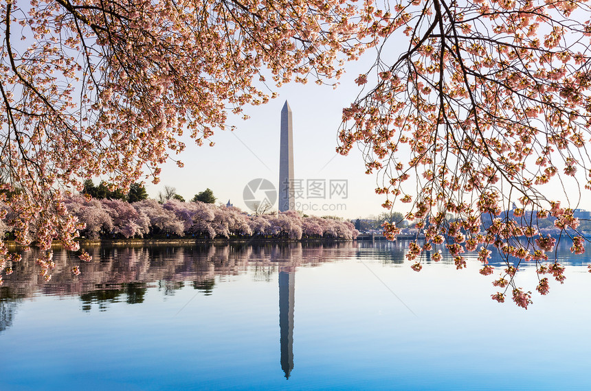 华盛顿古迹塔花上方潮汐蓝色粉色天空节日樱花晴天反思白色直流电图片