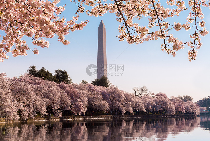华盛顿古迹塔花上方花朵枝条晴天阳光盆地直流电樱花反思粉色节日图片