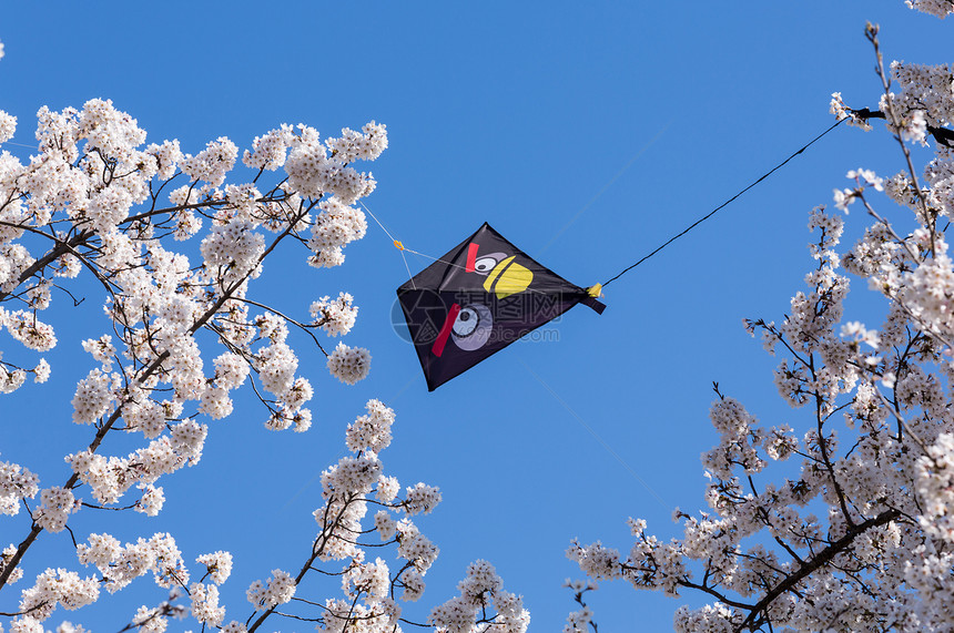 Kite 被困在樱花树的枝丛里图片