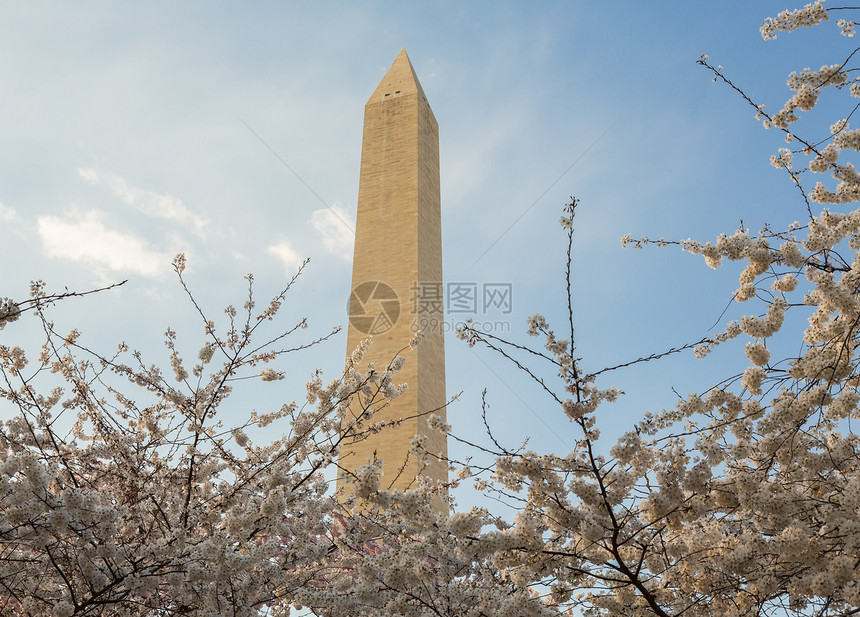 华盛顿古迹塔花上方白色天空直流电蓝色节日阳光枝条粉色花朵晴天图片