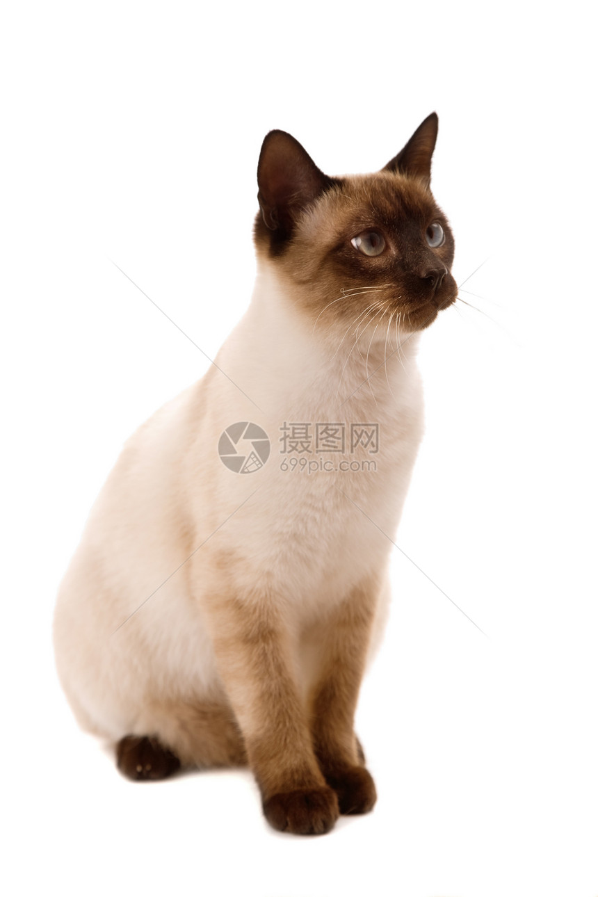 青年猫工作室晶须童年注意力哺乳动物猫咪冒充蓝色眼睛动物图片