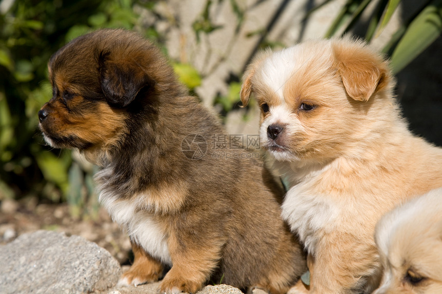 小小狗头发毛皮朋友犬类婴儿哺乳动物棕色宠物动物舌头图片