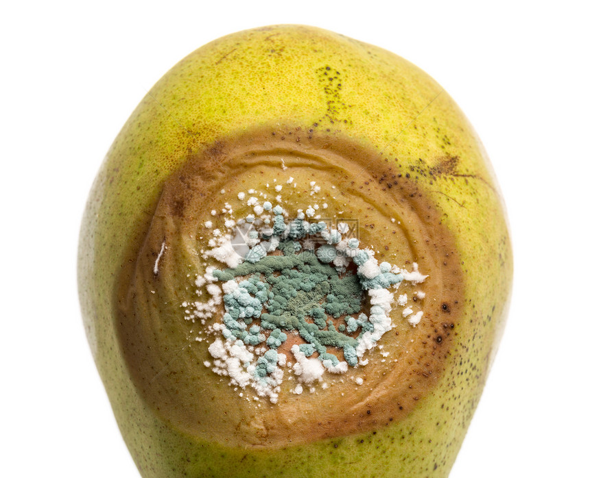 梨上生长的真菌棕色菌类模具宏观腐烂白色细菌水果绿色图片