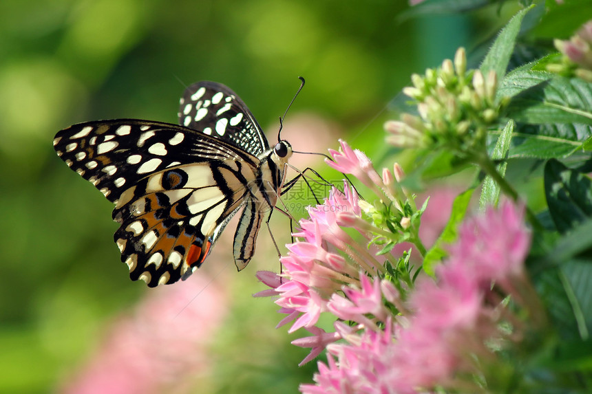 美丽的蝴蝶森林翅膀太阳学家飞行叶子动作阳光公园天线图片