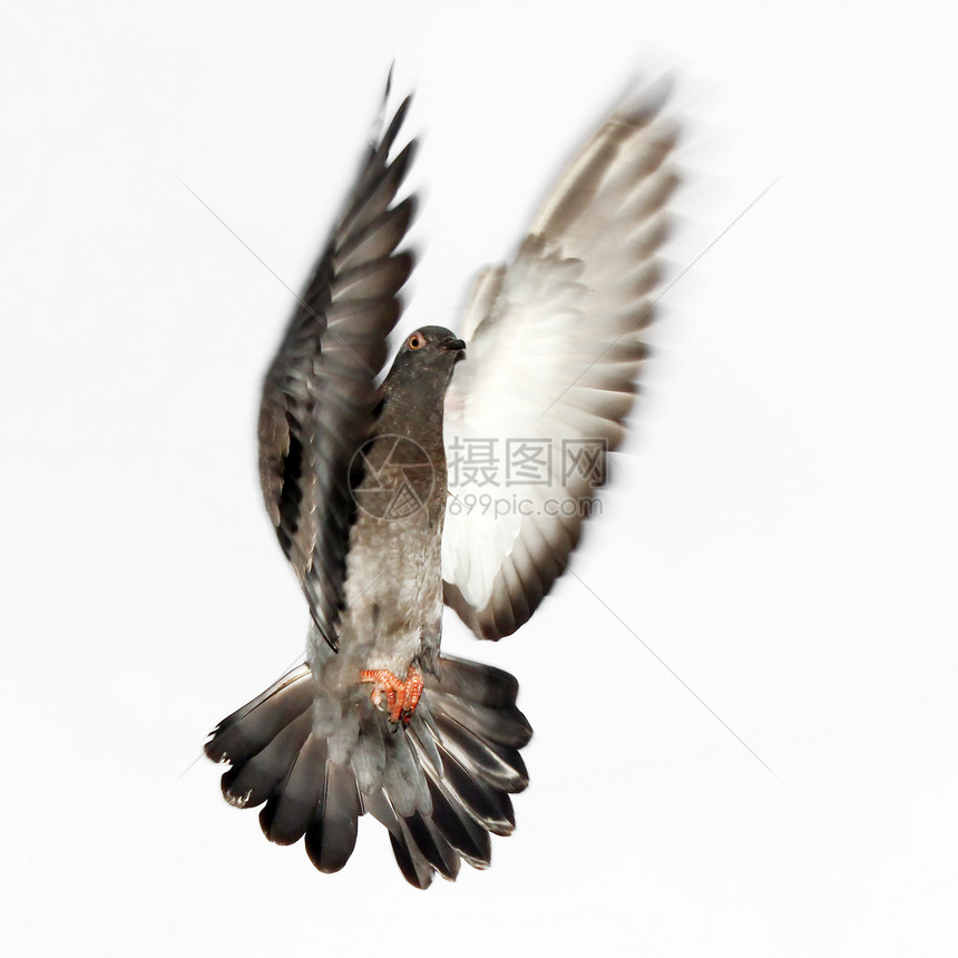 飞鸽象征符号动物天空宠物自由巢鸟野外动物精神羽毛图片