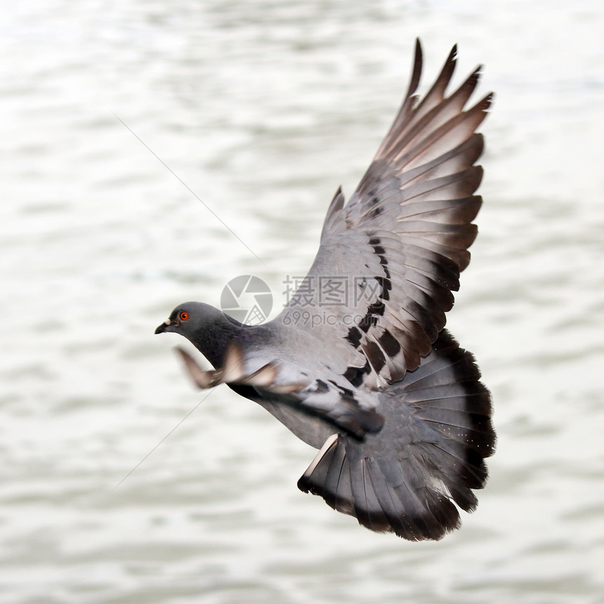 飞鸽飞行动物羽毛自由翅膀野外动物精神巢鸟天空象征图片
