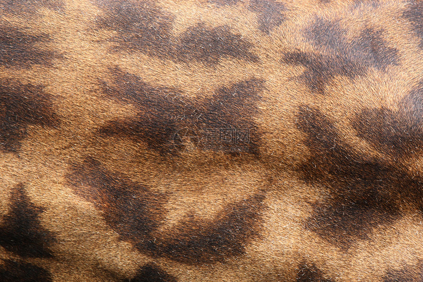 长颈鹿皮肤野生动物荒野草地打猎热带动物哺乳动物丛林动物园绿色图片
