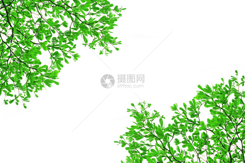 绿叶叶草地腐蚀树干叶子古董框架环境木材植物群绿色图片