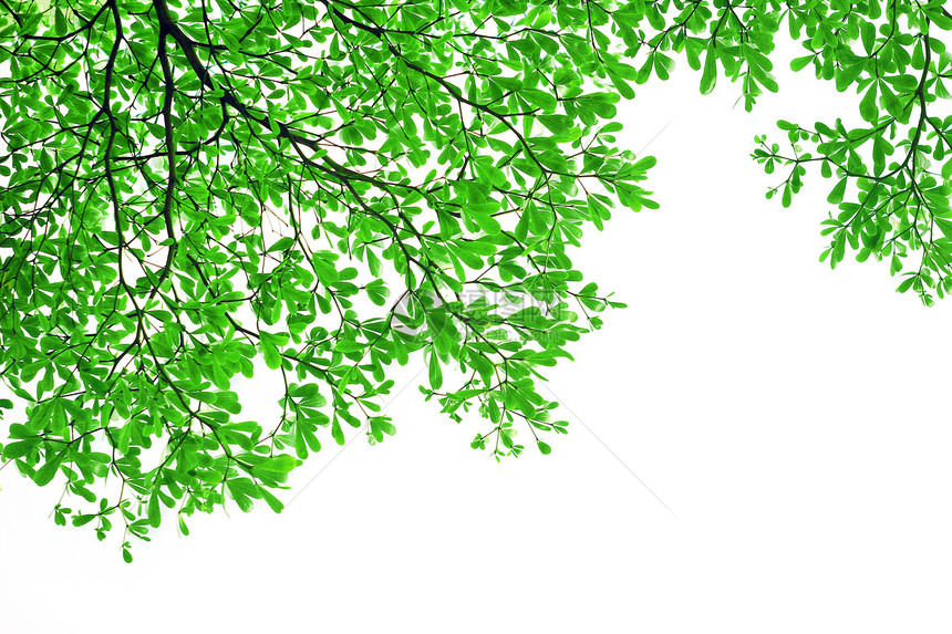 绿叶叶木材皮肤花园腐蚀长方形后院环境树干植物框架图片