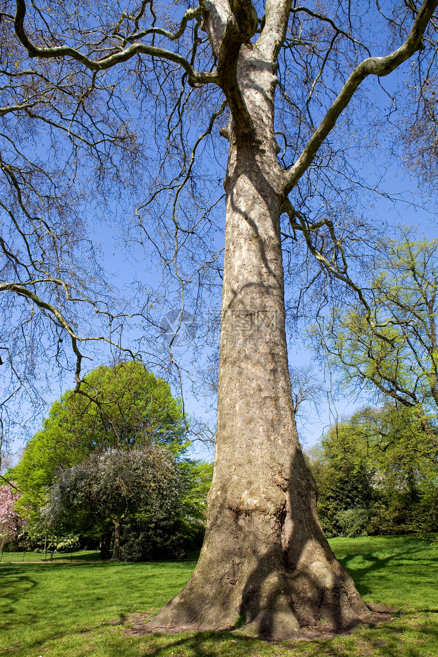 Hyde公园黄色叶子太阳场地蓝色英语王国公园花园时间图片
