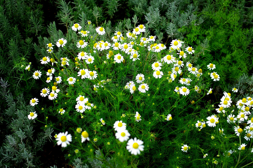 白花花植物图片