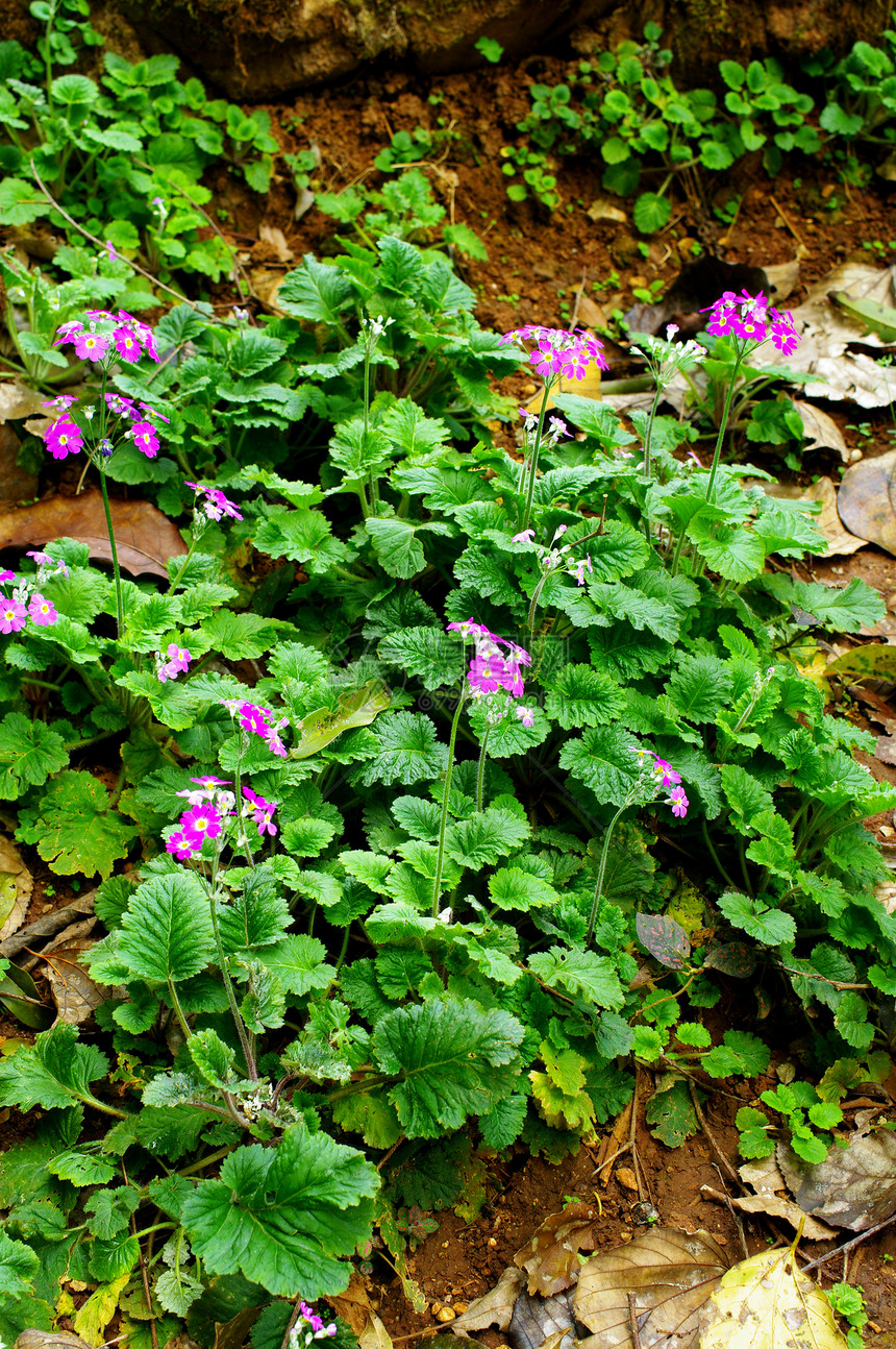 漂亮的紫花花植物紫花粉色花园绿色农场热带公园植物学图片