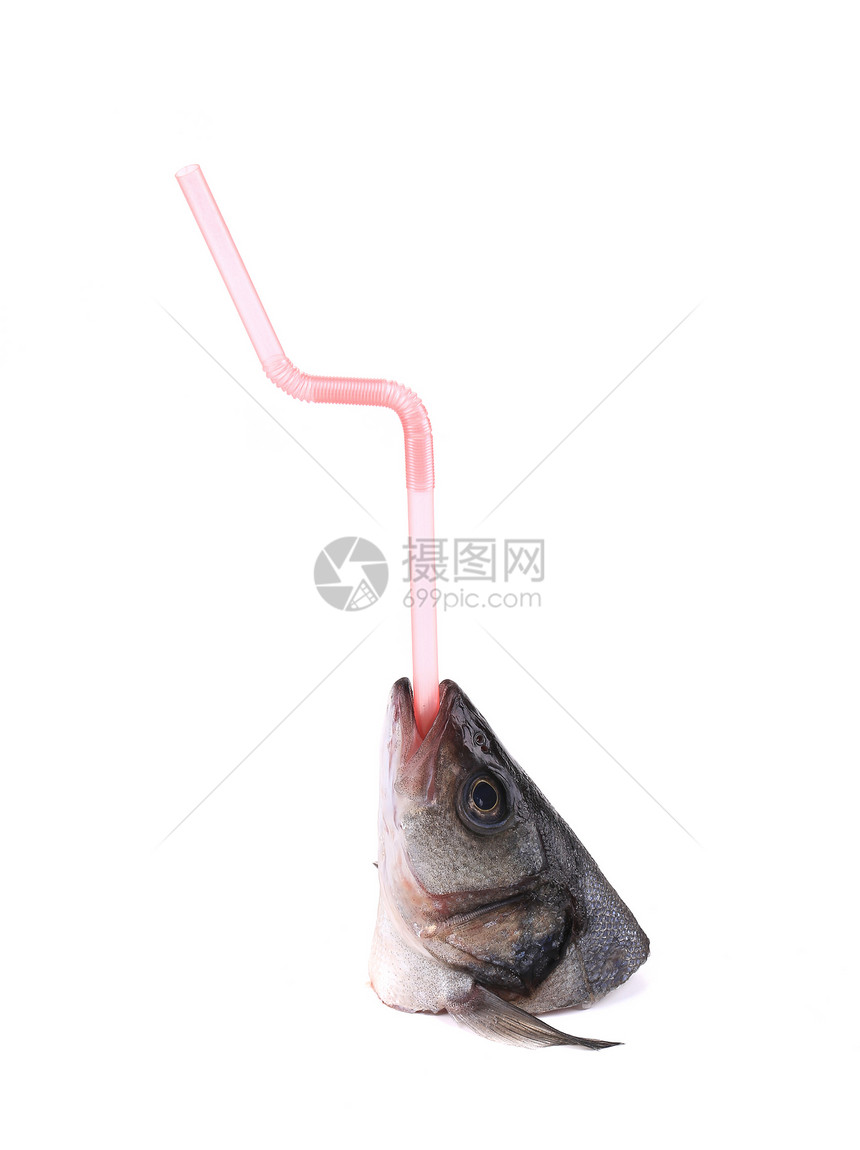 带稻草的海巴斯头蓝色鲈鱼水平粉色眼睛钓鱼食物白色图片