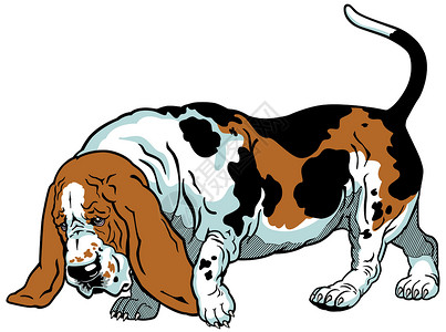巴吉度猎犬Basset 猎犬犬类插图猎犬狗哺乳动物打猎动物兽医宠物插画