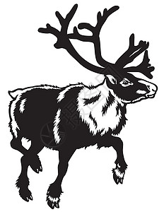 北欧素材黑白黑白野生动物生物学苔原动物学哺乳动物荒野环境插图动物园跑步插画