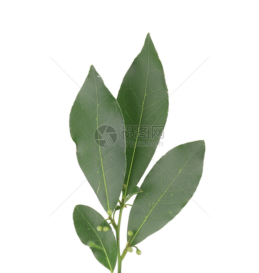 海湾树叶健康草本植物宏观绿色小枝植物美食叶子白色桂冠图片