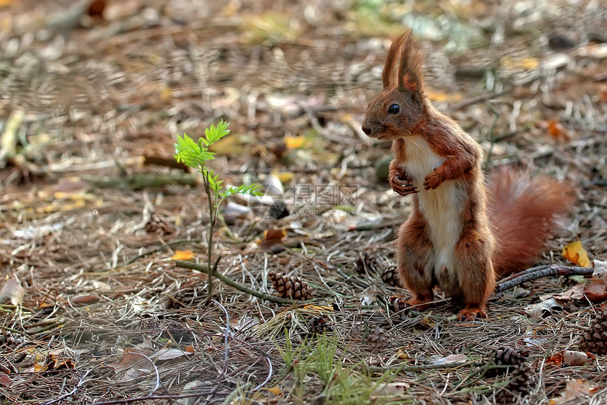 红松鼠在森林里野生动物公园木头荒野坚果生物尾巴动物毛皮眼睛图片