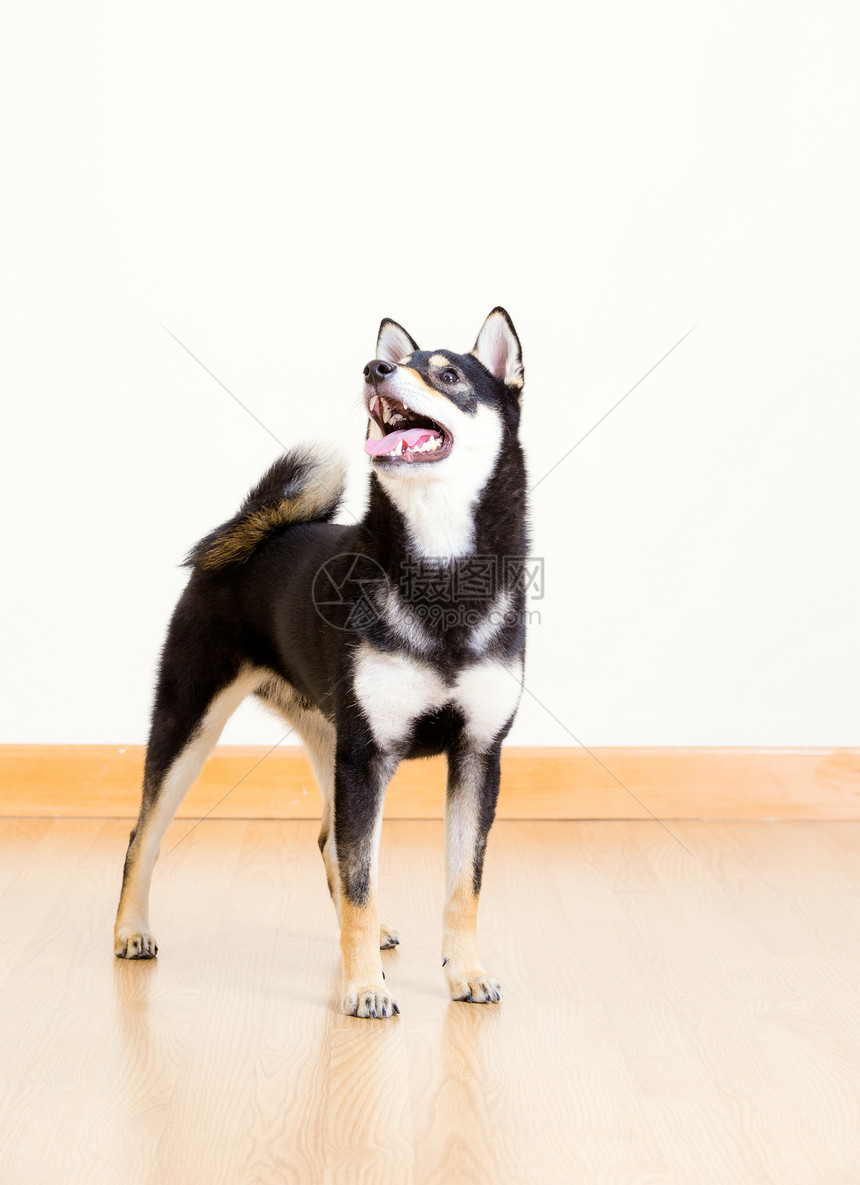 黑色的白叶哺乳动物犬类白色动物棕褐色宠物小狗房间朋友图片